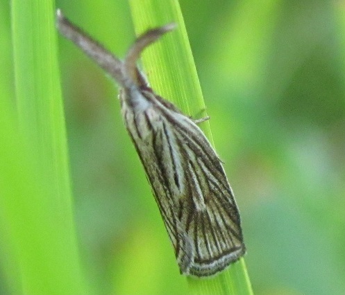 Crambidae? No, Minetia sp - Oecophoridae